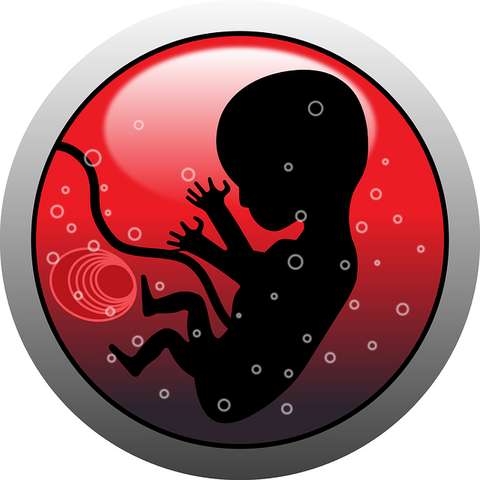 embryo-159691_640 [640x480]